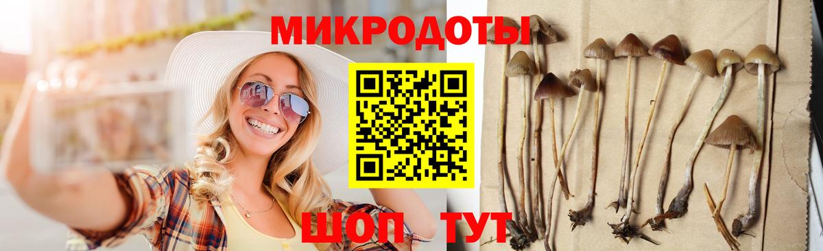 Псилоцибиновые грибы Psilocybine cubensis Шебекино